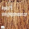 Angelica P.E. (Shirley At Virginforestplant Dot Com)